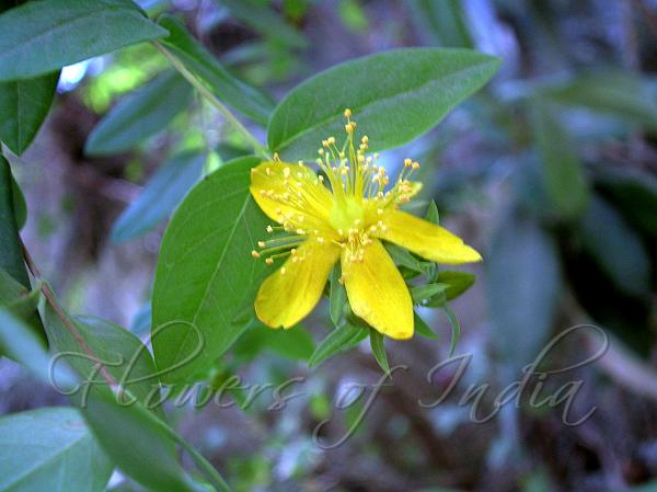 Pendant Hypericum